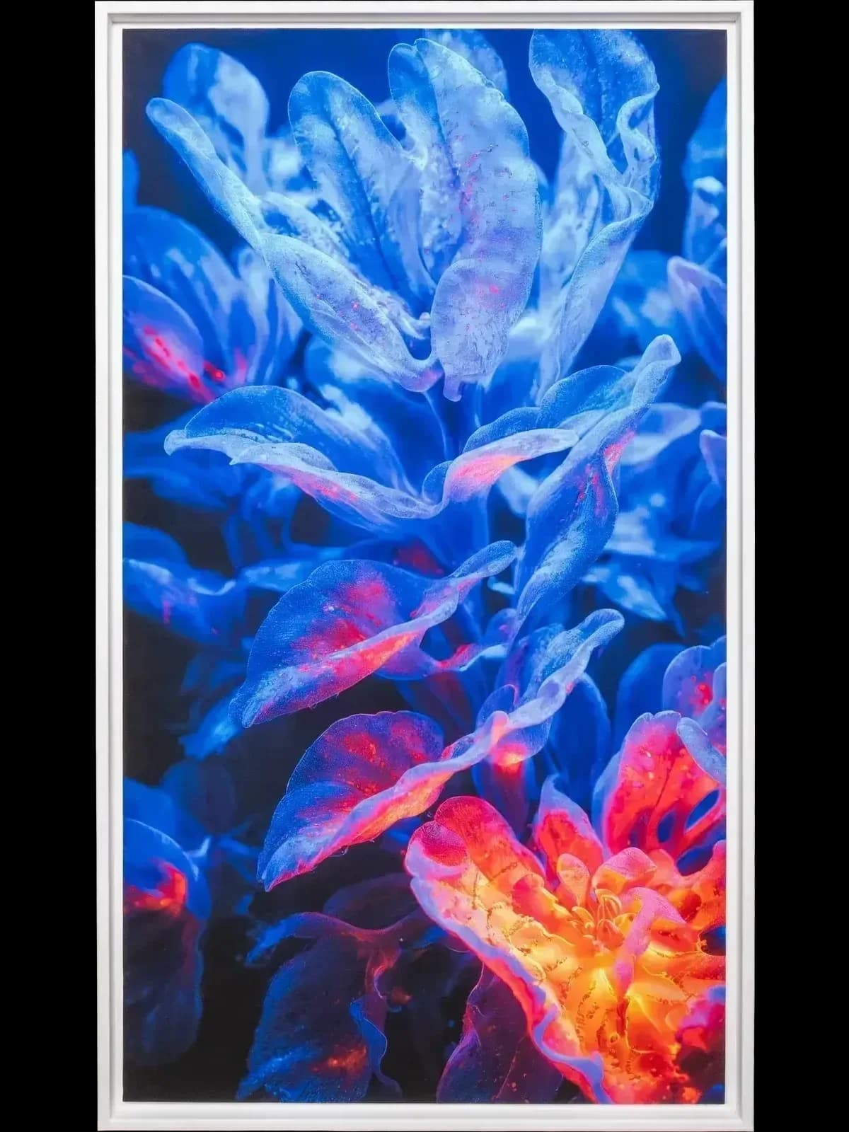 Biome Lumina #952